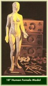 Acupuncture Female Model 18