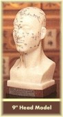 Head Acupuncture Model 9