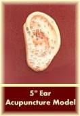 Ear Acupuncture Model 5