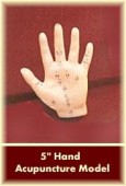 Hand Acupuncture Model 5