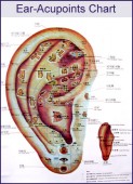 Auricular Chart
