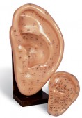 Ear Acupuncture Model 9
